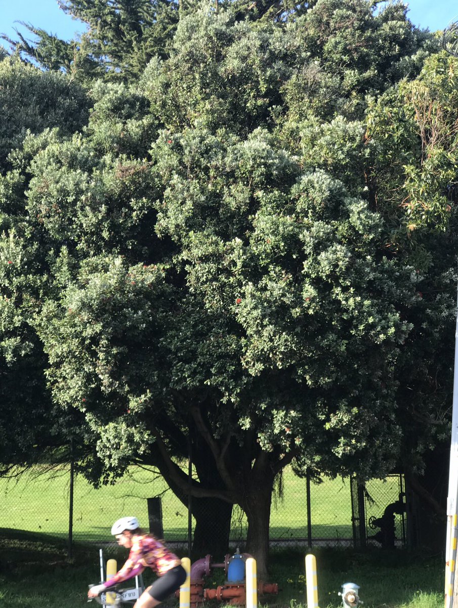 Alan Wong, flunky <a href="/DanielLurie/">Daniel Lurie 丹尼爾·羅偉</a>, tries to deny appeals process saving countless trees from chainsaw <a href="/sfgov/">City of San Francisco</a> ossified bureaucracy. Pandering to developers ripping out existing trees w/o planting new. Attempted to sabotage #carfree park. His soulless politics need to be quashed