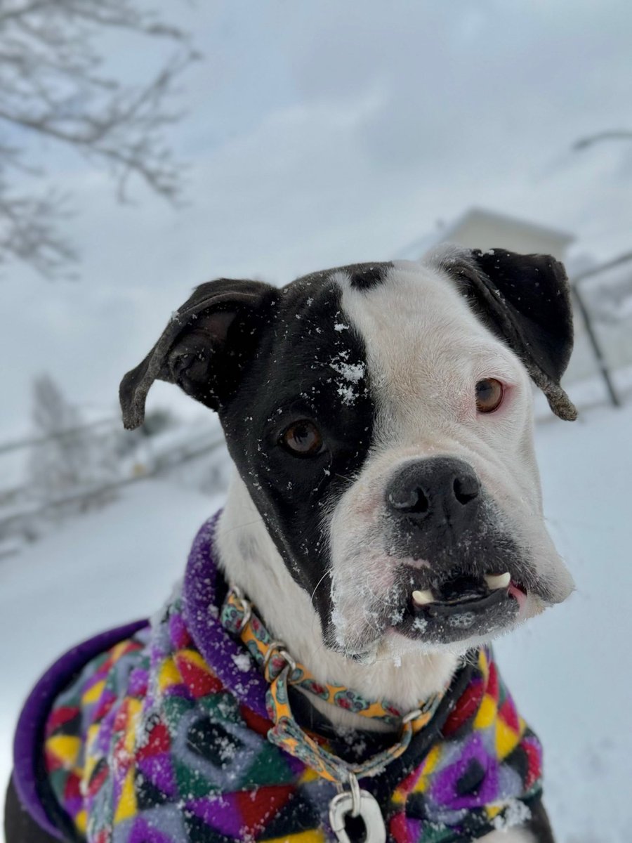 adopt_boxer's tweet image. Phoenix was found near a home in TX suffering from distemper. We placed her with a vet to survive and recover. Survive she did! She is sweet and great with other dogs. In foster with other dogs on Long Island. #boxerdogs #adoptme #rescued #dogsofx #adoptables #adoptdontshop #dogs