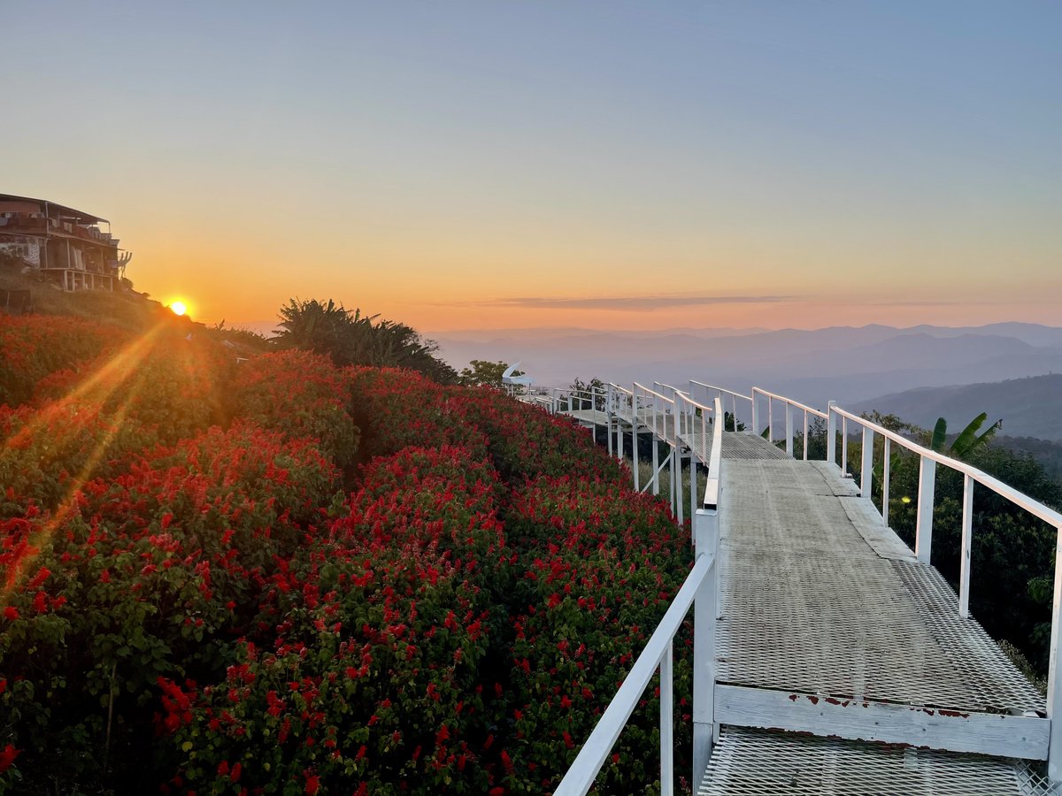 Likeview3's tweet image. ยามเย็น...  เราพากันเดินเล่น... 
(เพลงดักชรา  แปลว่า  มากกว่า แก่🤣)

#สวนยิ่งยง #ม่อนแจ่ม
18/1/69