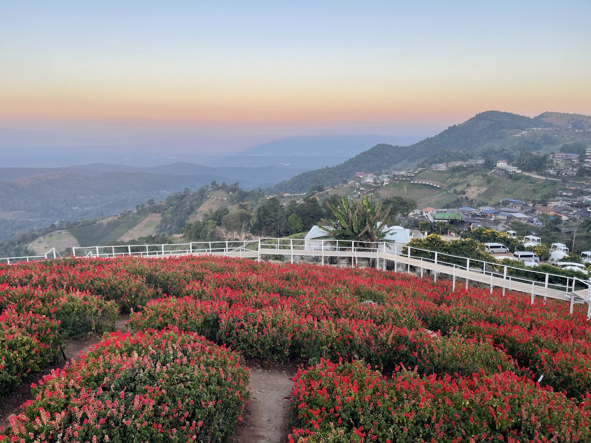 Likeview3's tweet image. ยามเย็น...  เราพากันเดินเล่น... 
(เพลงดักชรา  แปลว่า  มากกว่า แก่🤣)

#สวนยิ่งยง #ม่อนแจ่ม
18/1/69