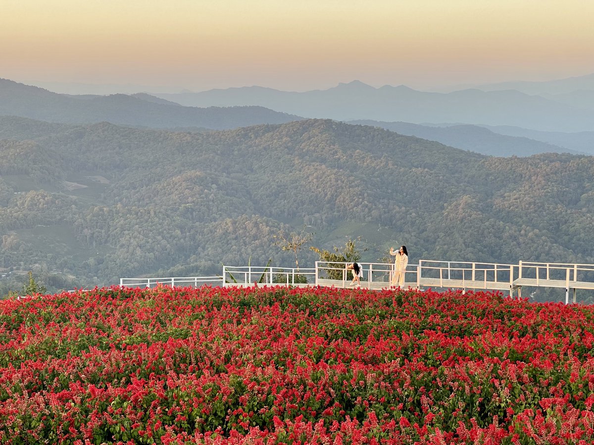 Likeview3's tweet image. ยามเย็น...  เราพากันเดินเล่น... 
(เพลงดักชรา  แปลว่า  มากกว่า แก่🤣)

#สวนยิ่งยง #ม่อนแจ่ม
18/1/69