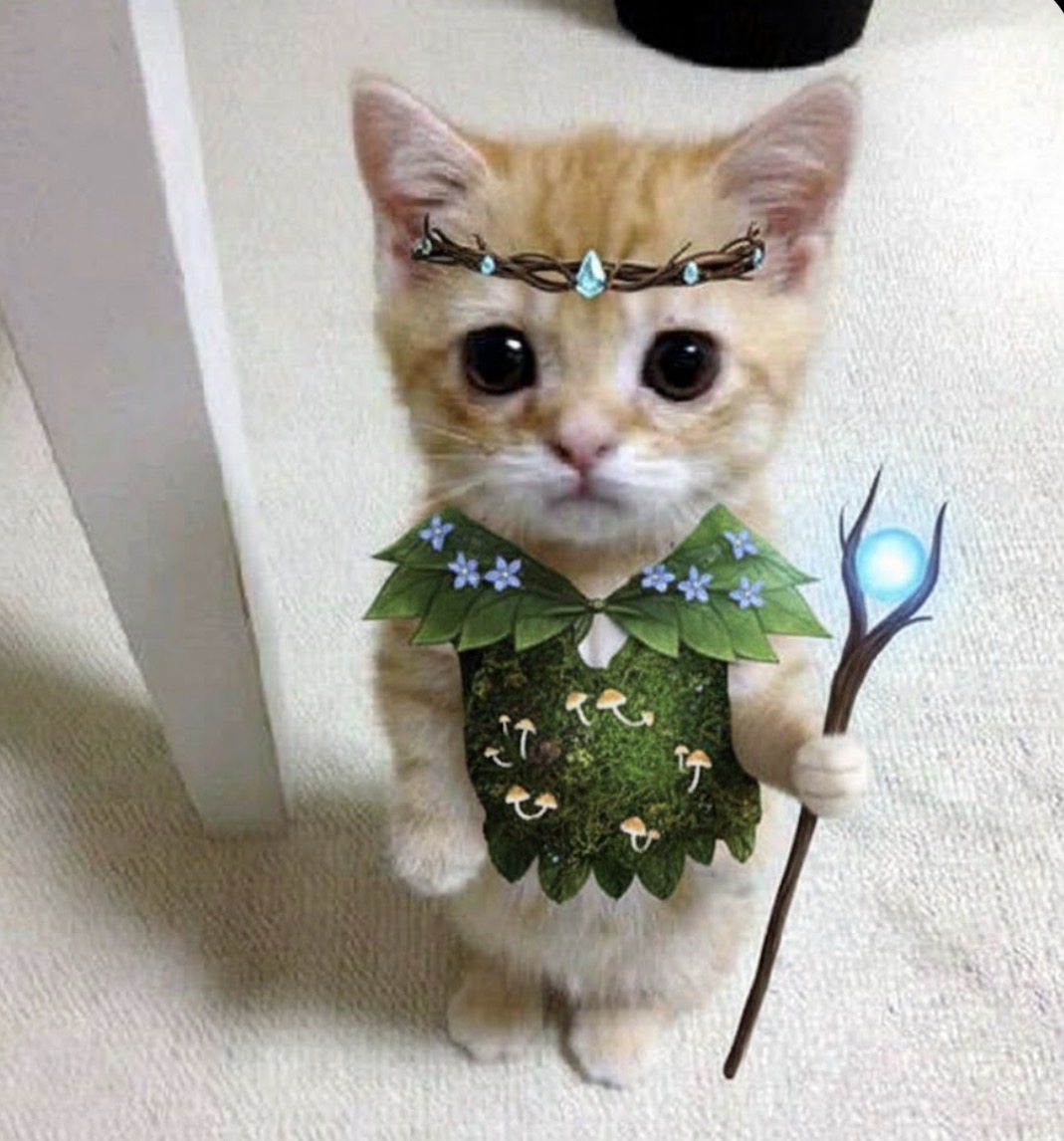 Standing Cat (SCAT) tweet media