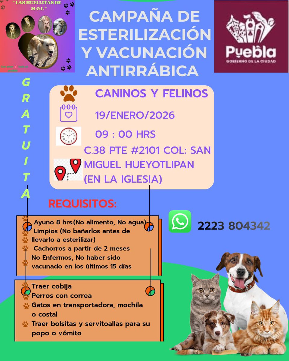 La manera de ayudar para que cada día haya menos animalitos en abandono y situación de calle, es esterilizando. 
Mañana lunes en #SanFelipeHueyotlipan habrá campaña, aprovecha! 
RT infinito para que sean muchos peludos esterilizados 🙏🏼