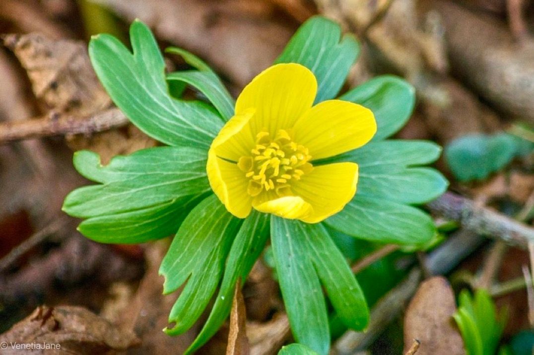 VenetiaJane's tweet image. Old Suffolk lore says winter aconites, Eranthis hyemalis, flourish where Roman blood was spilt. This lore perhaps came about because the green ruff around the flower recalls Roman pteruges, an armoured skirt made of leather strips. Pteruges comes from the Greek word for feathers.
