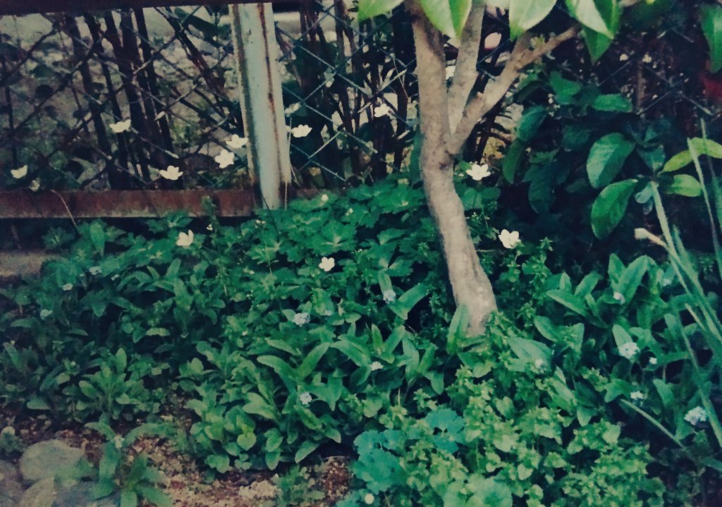 まきこページ ⋆｡‧˚ʚ✿ɞ˚‧｡⋆ 「光を抱く」 こぼれないように そっと いまを包んだ