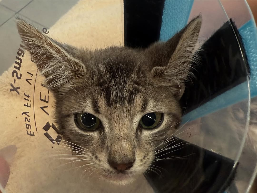 123xtoxle2836cm's tweet image. 💔 Please send all your prayers and love to little Sawyer tonight!!! 💔

This tiny 1.3-pound baby has endured something no kitten should ever have to face. His leg is so badly broken that the bone actually punctured through his skin.

PAYPAL INBIO PLEASE DONATE.