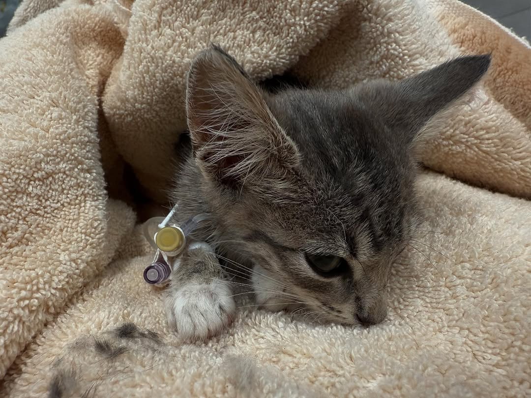 123xtoxle2836cm's tweet image. 💔 Please send all your prayers and love to little Sawyer tonight!!! 💔

This tiny 1.3-pound baby has endured something no kitten should ever have to face. His leg is so badly broken that the bone actually punctured through his skin.

PAYPAL INBIO PLEASE DONATE.