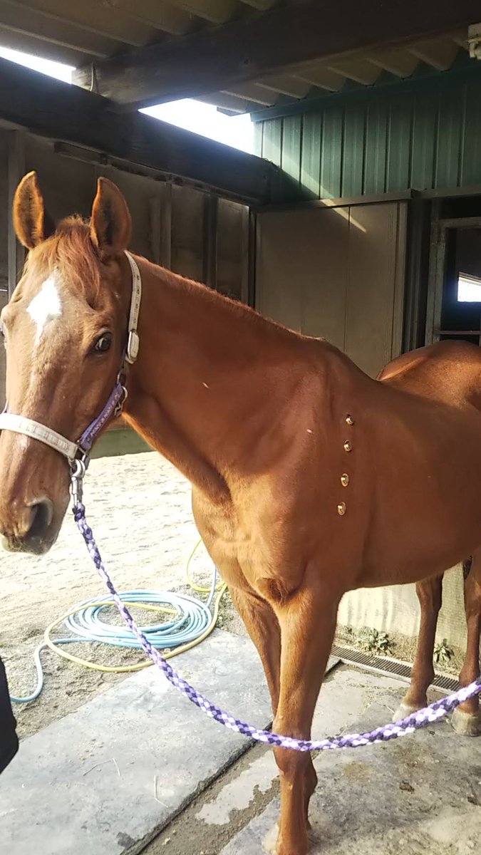 茶太郎 (@Chataro_A_Horse) / Posts / X