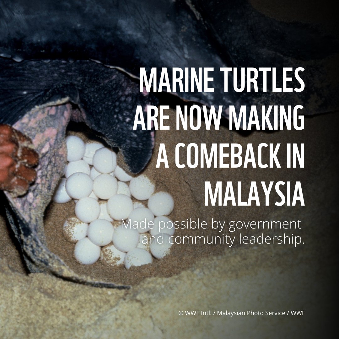 WWF Coral Triangle tweet media