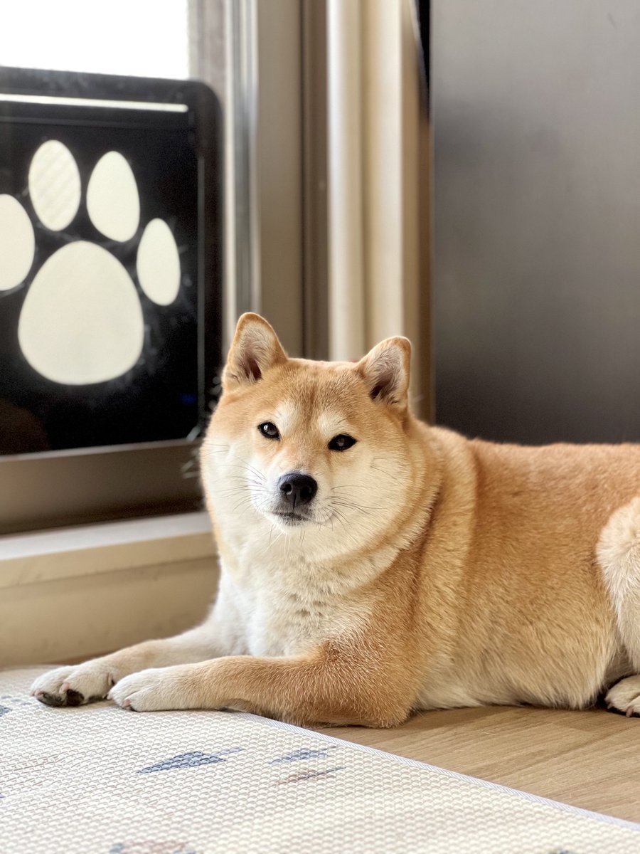 シヴァ犬こむぎっす🐾豆シヴァわらび (@Shibamugi28) / Posts / X