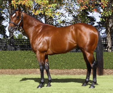 Underrated stallion Squamosa (pictured) landed a double at Stony Creek on Jan 18 with News Travels Fast and O’Mosa. He stands <a href="/Broadmarsh_Stud/">Broadmarsh Stud</a>. At Fannie Bay, Bon Aurum added another winner for Weona Park with Sass.
<a href="/BreedersTas/">Tasbreeders</a> <a href="/Harry_Mcshane07/">Harry Mcshane</a>