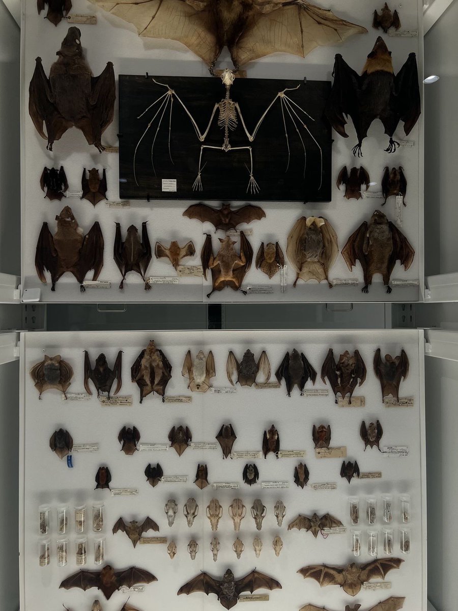 gh0stfacegf's tweet image. bat taxidermy