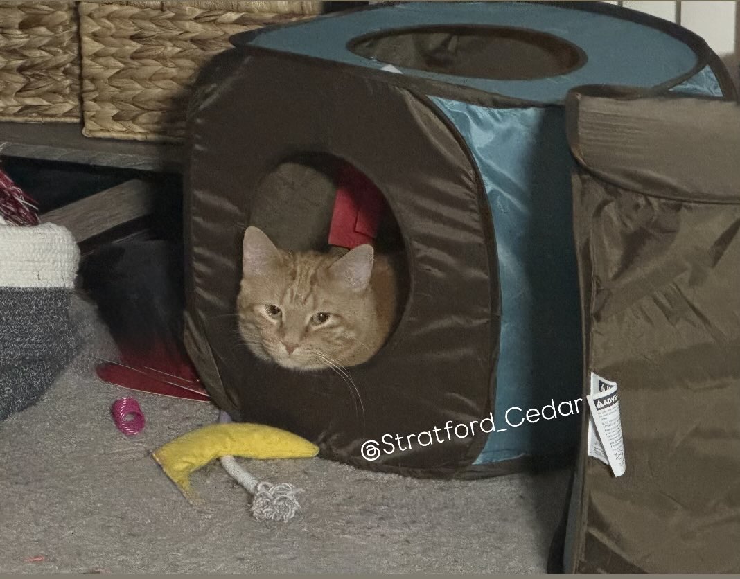Shhhh…. No one tell my sister where I’m hiding. I am invisible!

-Stratford 🧡