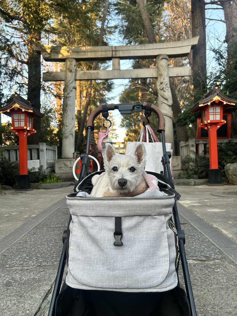 ちーちゃんですけどもっ第3巻予約発売中です❗️ (@ymc_cheezu