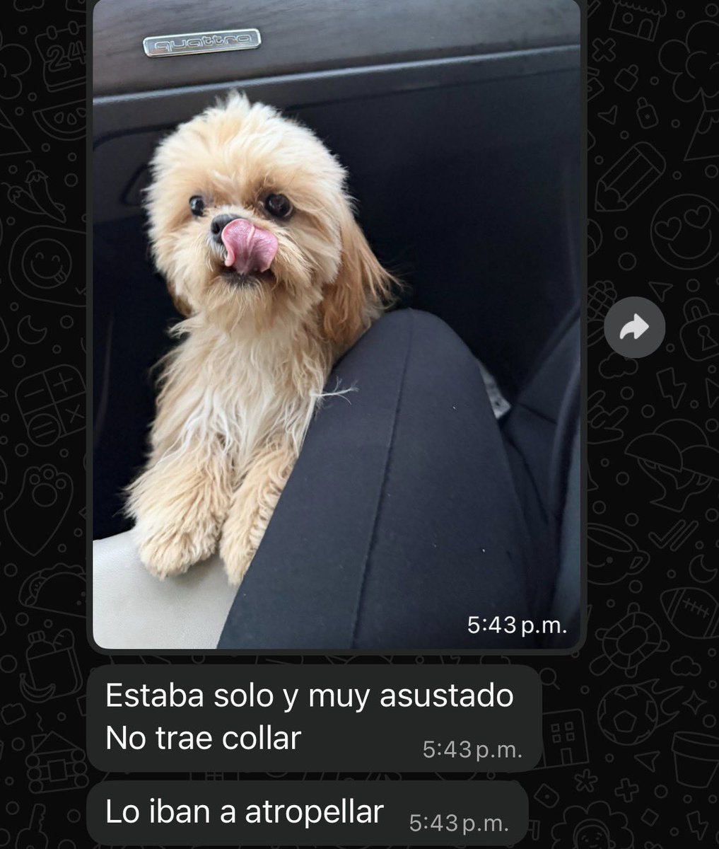 Quedó resguardado con una vecina. Fue encontrado asustado y solo cerca del Regis.