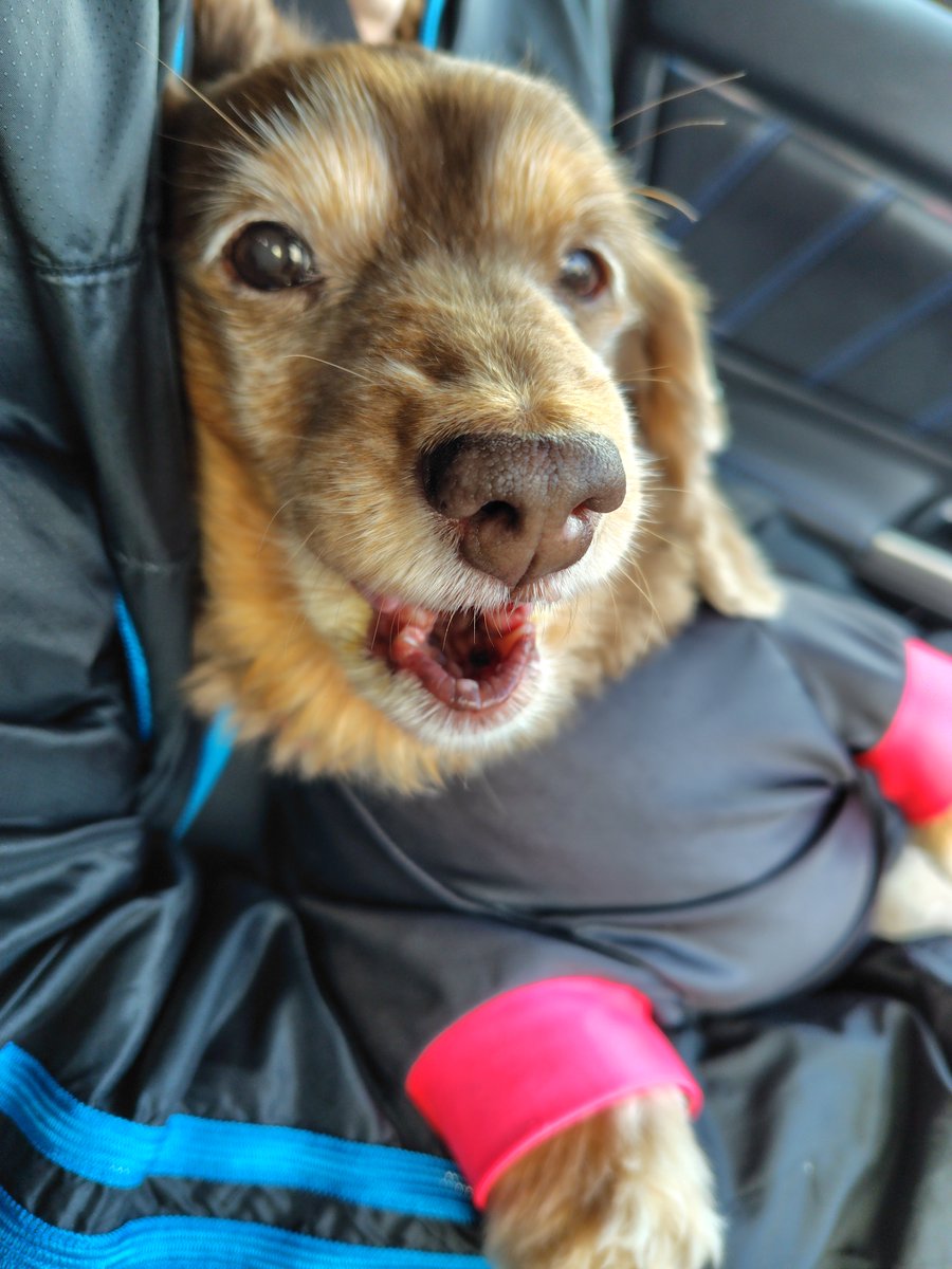 Forester_572's tweet photo. おはよー
🐶 天気悪くなるって言ってたじゃん…😔
#ミニチュアダックス
#プラムケンネル
#短足犬
#チョコタン
#おはよー
#𓍯𓉔𓄿𓇌𓍯𓍯
#お散歩
#姫散歩
#湊山公園
#SUBARUDOG https://t.co/rf6C9Lm3Bm