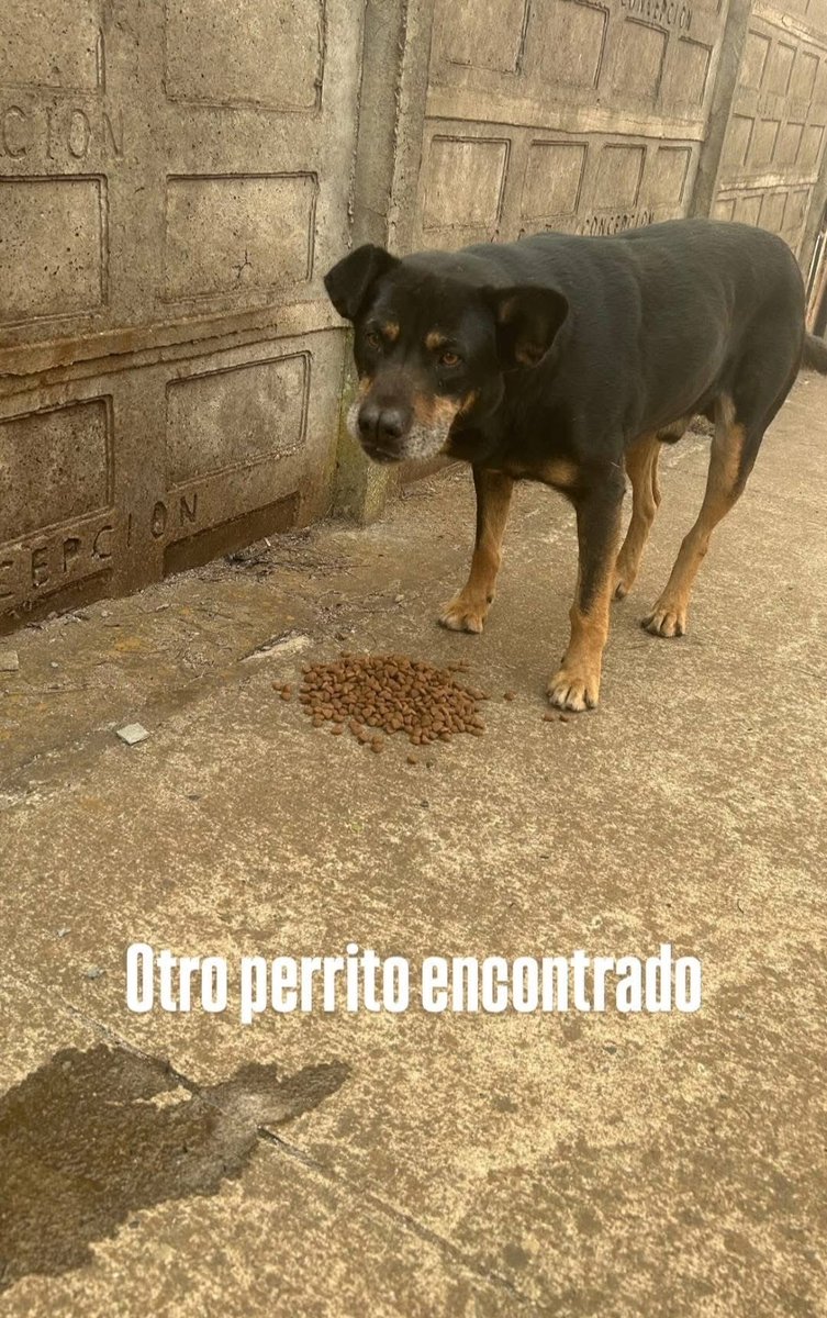_ferna_isi's tweet photo. Animales perdidos y encontrados #Incendio #Lirquen #Concepcion #Chile https://t.co/c4Aojq73sR