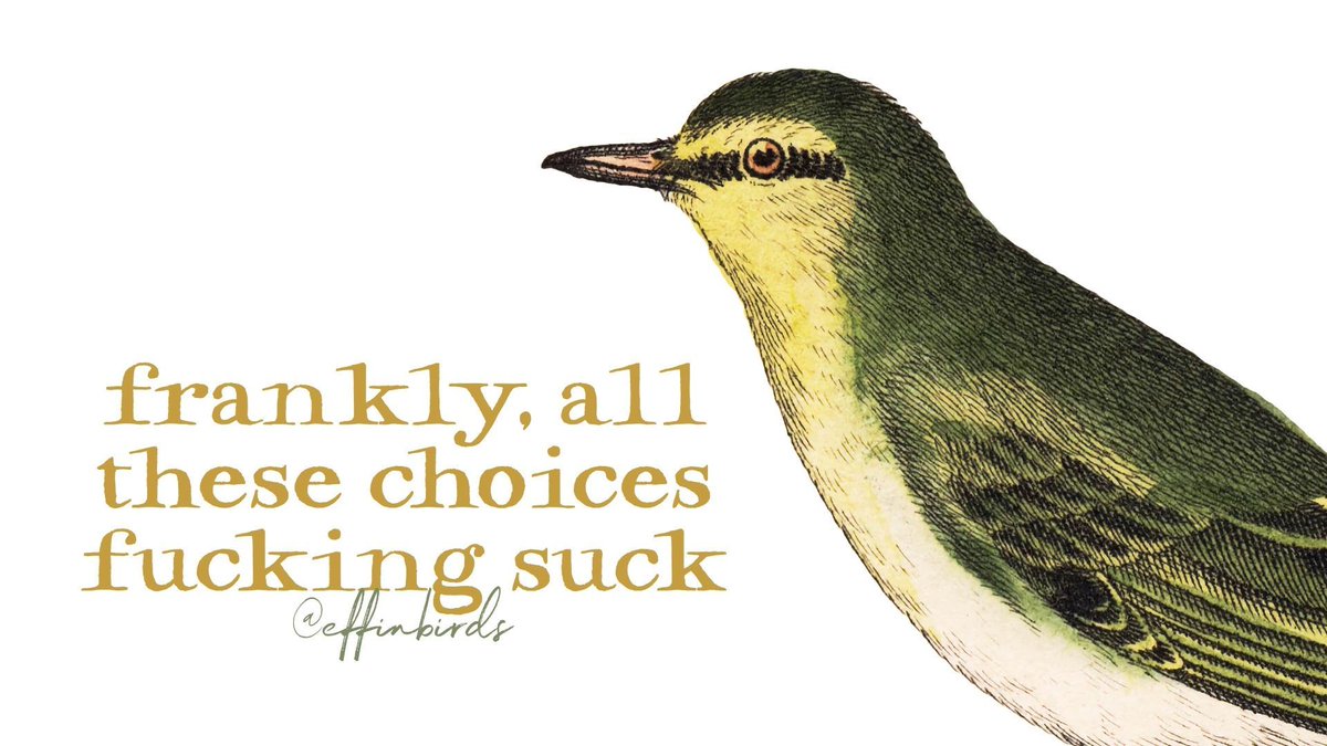 Effin' Birds tweet media