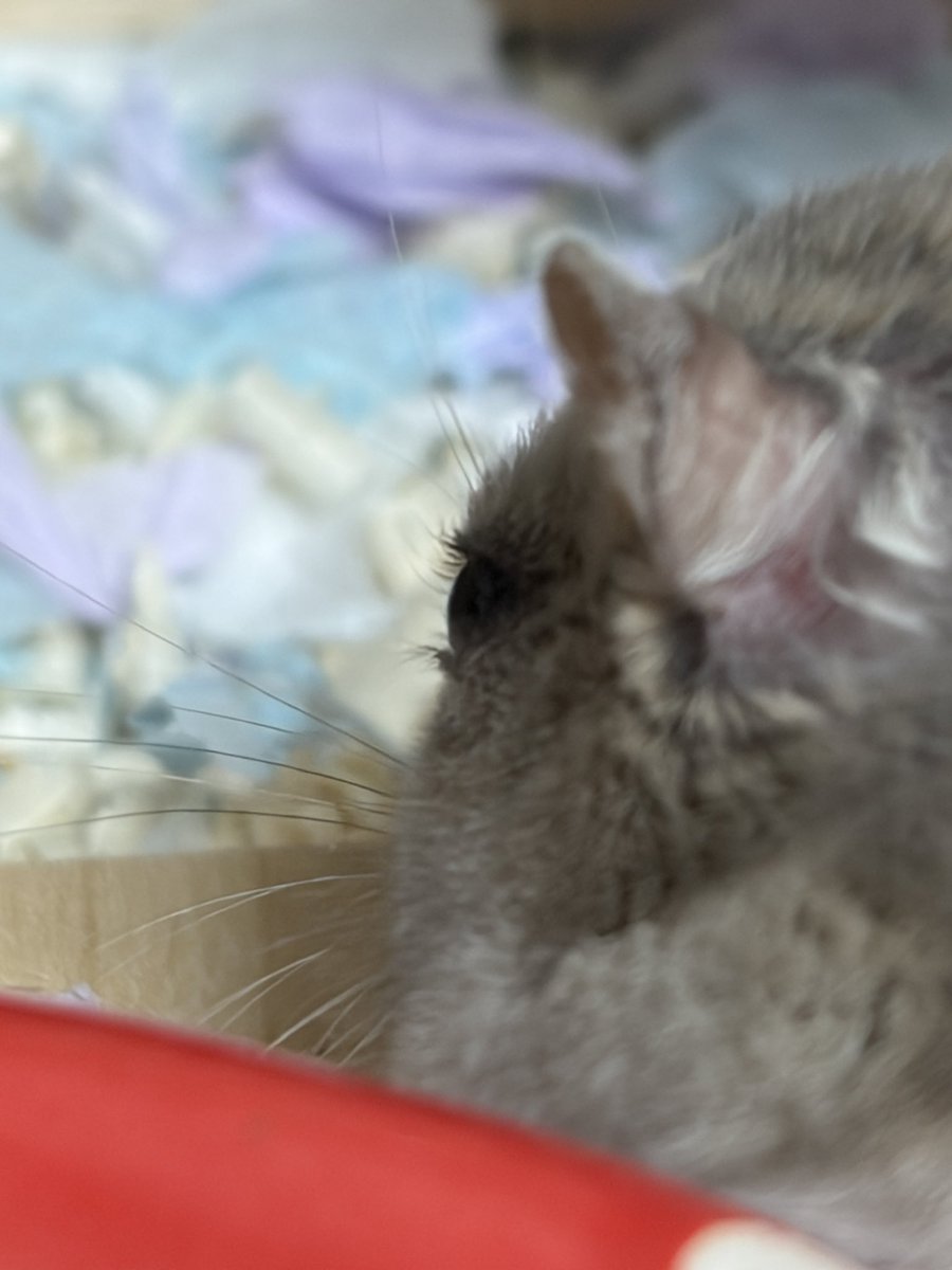 🥟두두🌱 tweet media