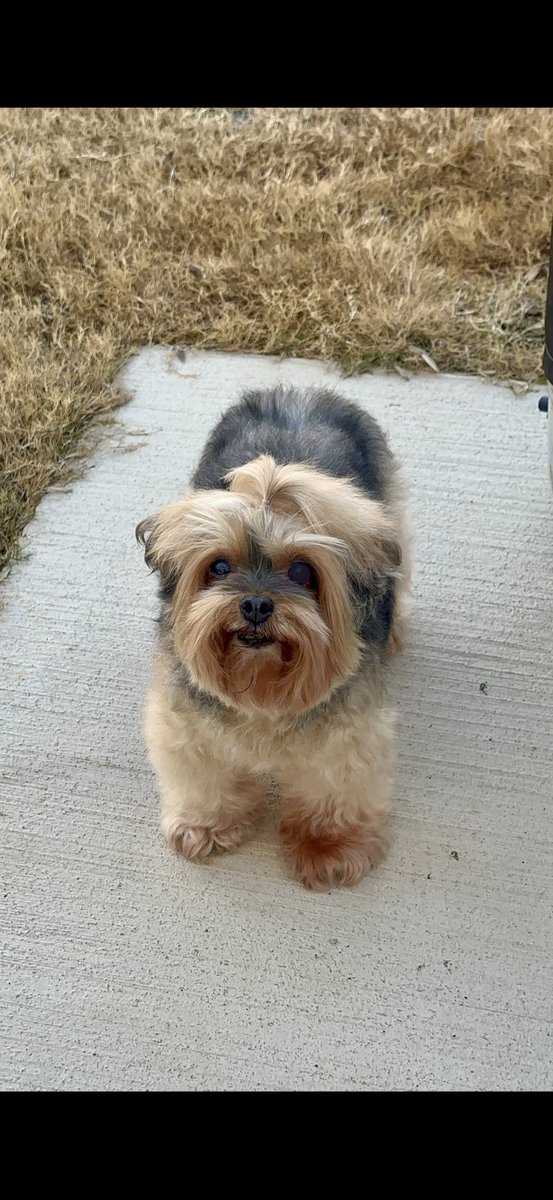 No1JLover4Eva's tweet photo. Oh nothingโฆ just my baby #LyricTheYorkiePoo she wanted to dance like @JLo! Sometimes you gotta love what AI is capable of ๐. #RockLikeJenny #ThePhoto vs #TheVideo @JLo this is super cute, if I do say so myself. โค๏ธ๐พโค๏ธ #Lyric is a #JLover by way of me lol. https://t.co/kMku53D5jo