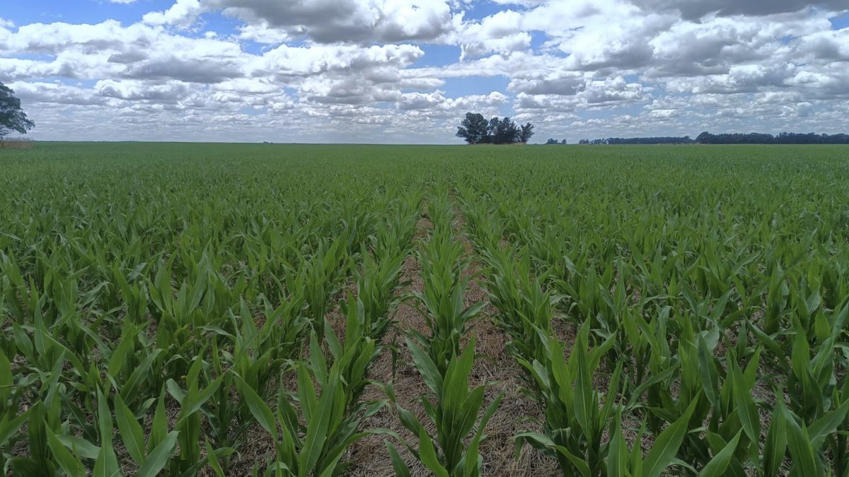 Bumper Crop tweet media