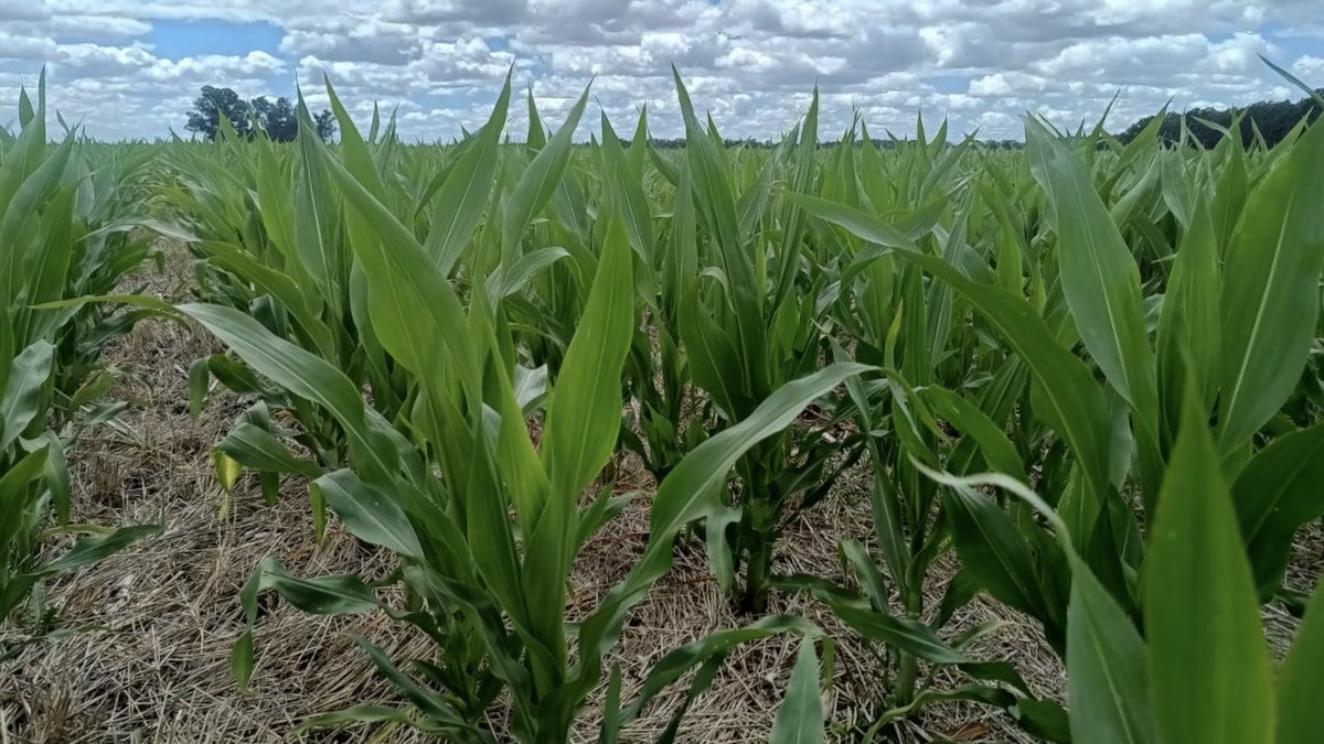 Bumper Crop tweet media