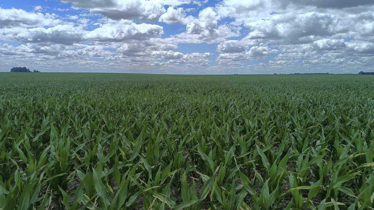 Bumper Crop tweet media