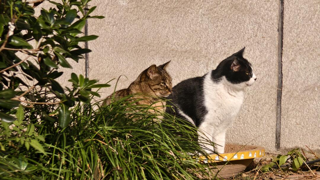 Runfurthermore's tweet image. 朝の怠け猫〜