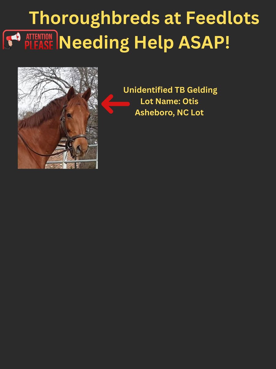 🆘🆘🆘🆘🆘👉Poster 01-18-26. More thoroughbreds added and a correction to the first poster, Paroling is a mare and not a stallion.