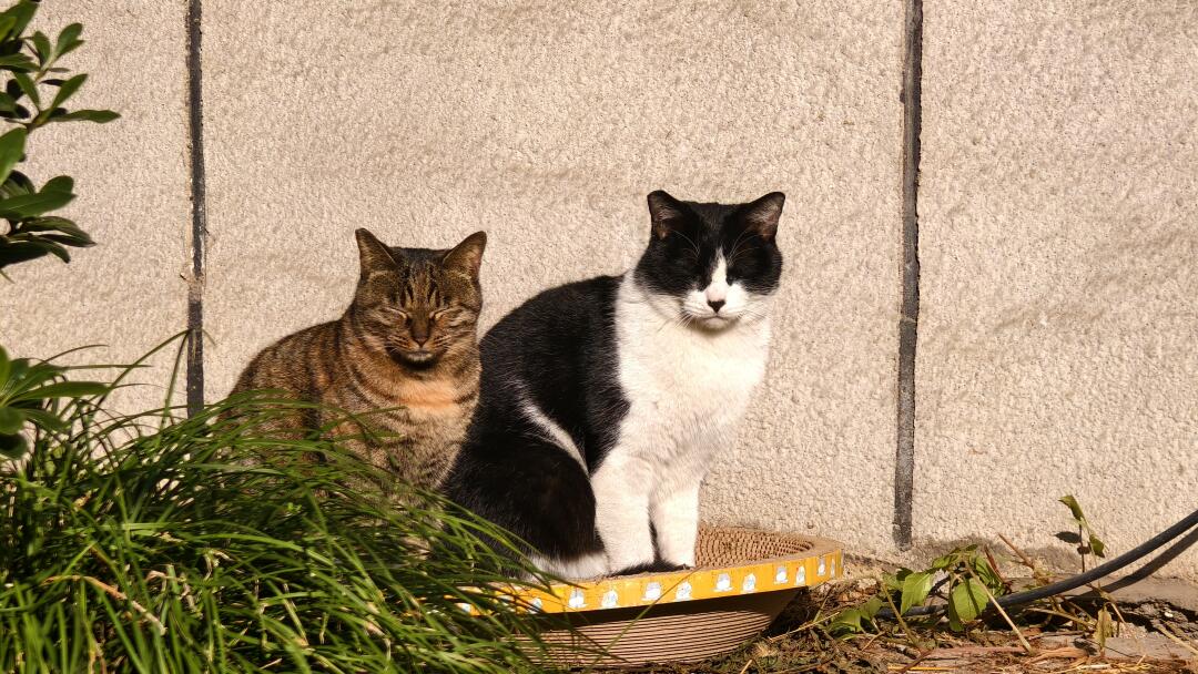 Runfurthermore's tweet image. 朝の怠け猫〜