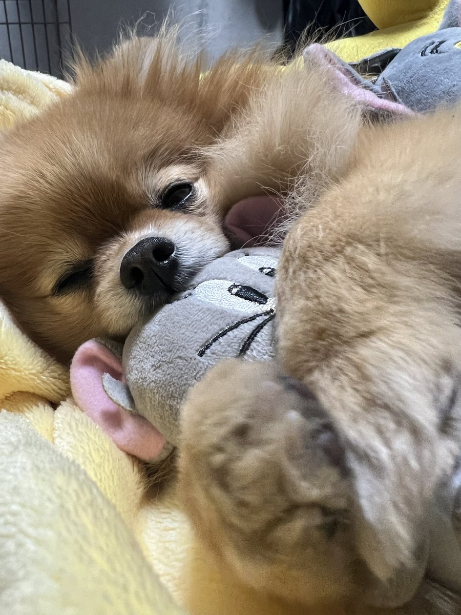 むぎ (@mugi_pome0113) / Posts / X