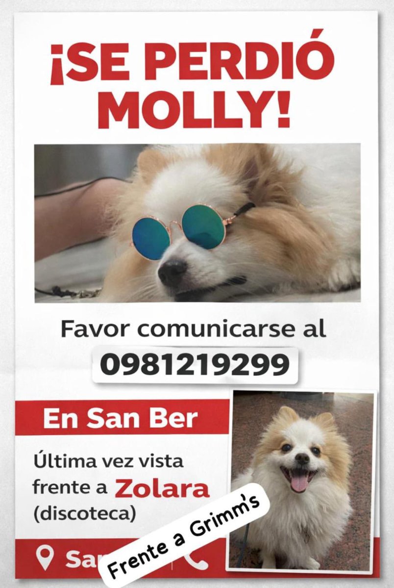Se busca a Molly perdido en San Ber ayuda con RP 🙏🐾