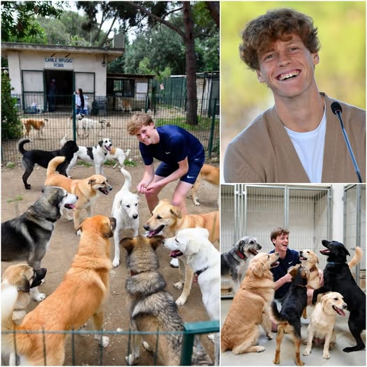 Jannik Sinner sconvolge tutta l’Italia. Solo poche ore prima che un rifugio per animali a Roma chiudesse definitivamente, la stella del tennis è apparsa in silenzio, cambiando il destino di tante creature indifese! Un gesto bellissimo capace di far commuovere tutta l’Italia.