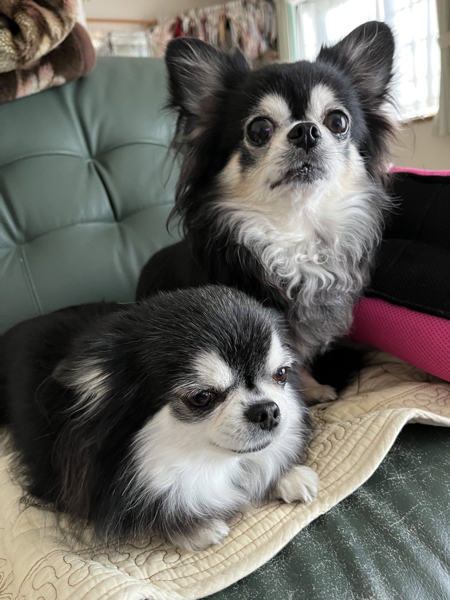 わんもあ♡らぶ プロセカ」モモジャンとワンダショによる「コネクトライブ わん！もあ