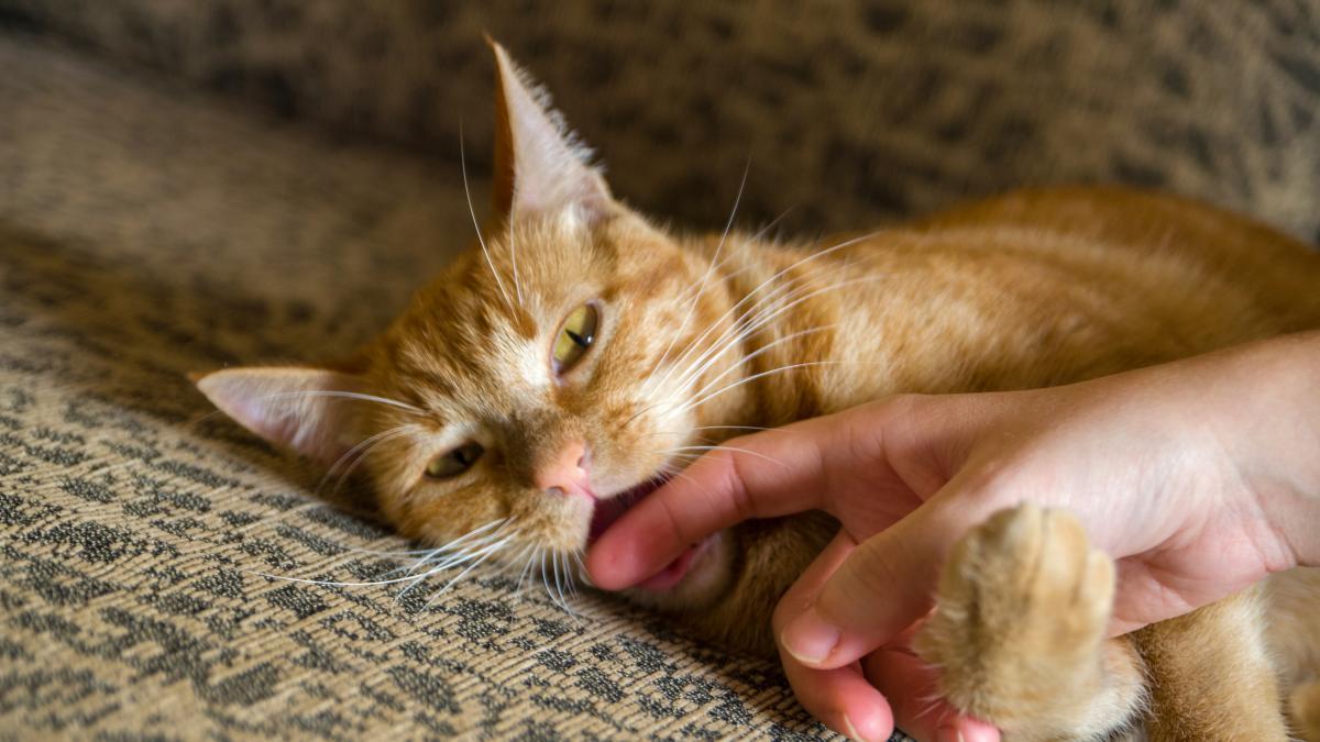 El HuffPost tweet media