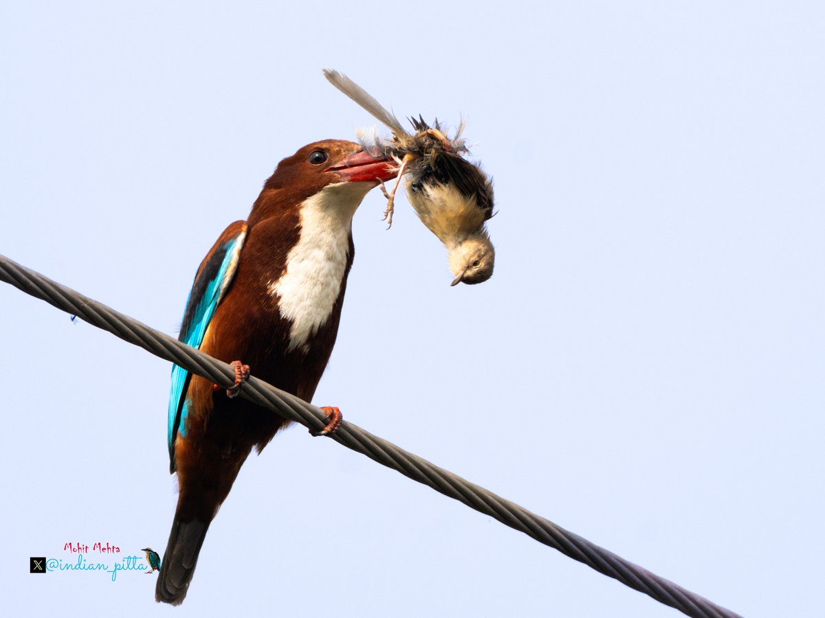 indian_pitta's tweet image. I start with this White-Breasted Kingfisherw.      

QP / Repost your favorite bird image — whether it’s singing, in motion, silhoutte,  perched, or resting on a fence. Birds have a way of making every frame come alive.

I start with this White-Breasted Kingfisher with another…
