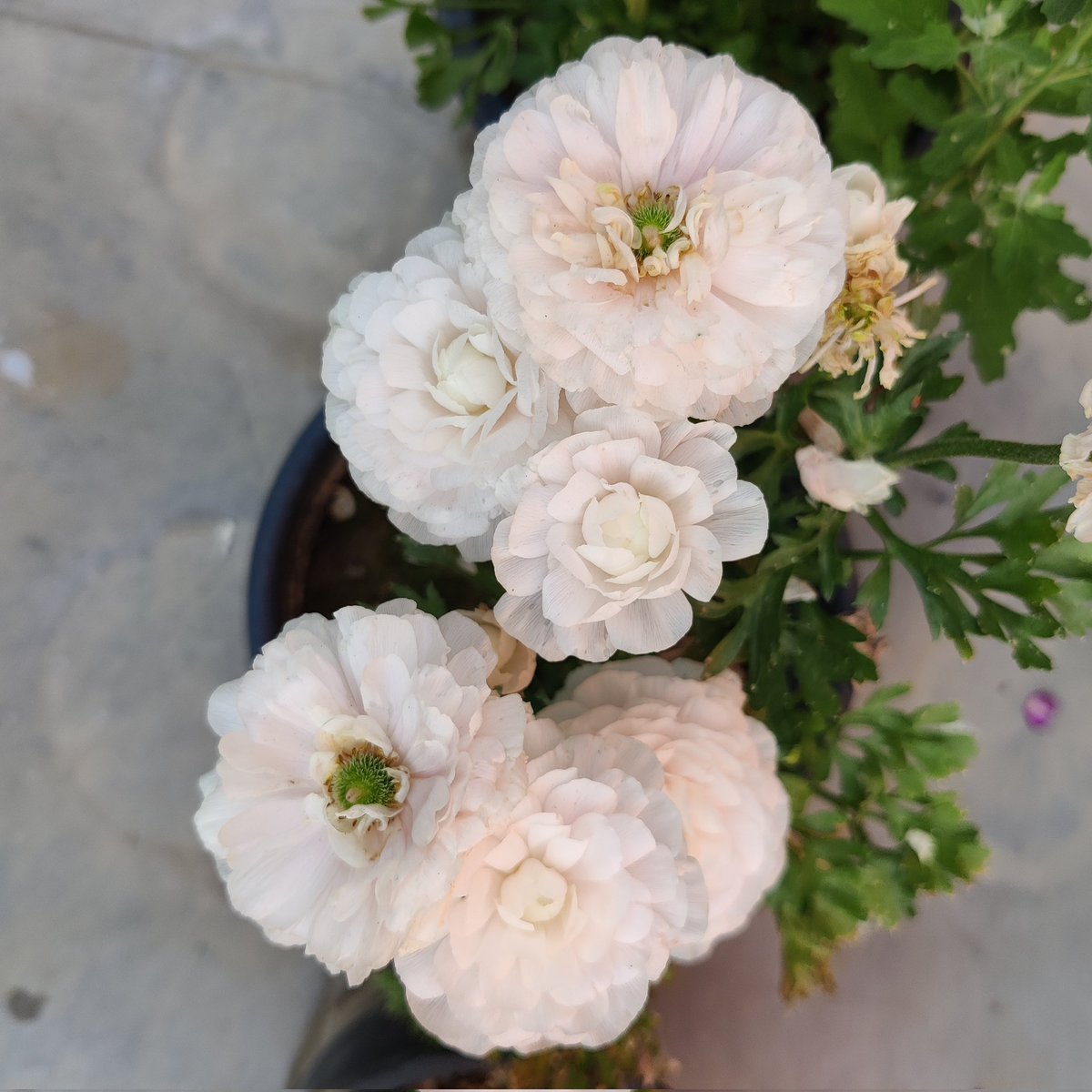 Good morning friends 🌹🙏 
Flowers #gardening #nature