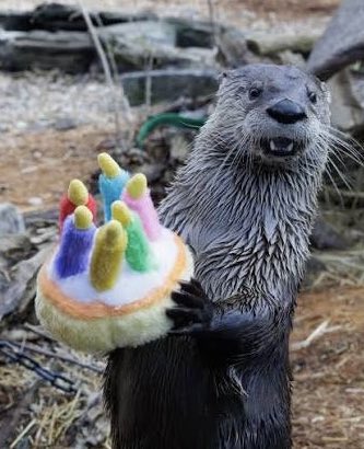 jack Wolfe as otters (@jackwolfotters) on Twitter photo 