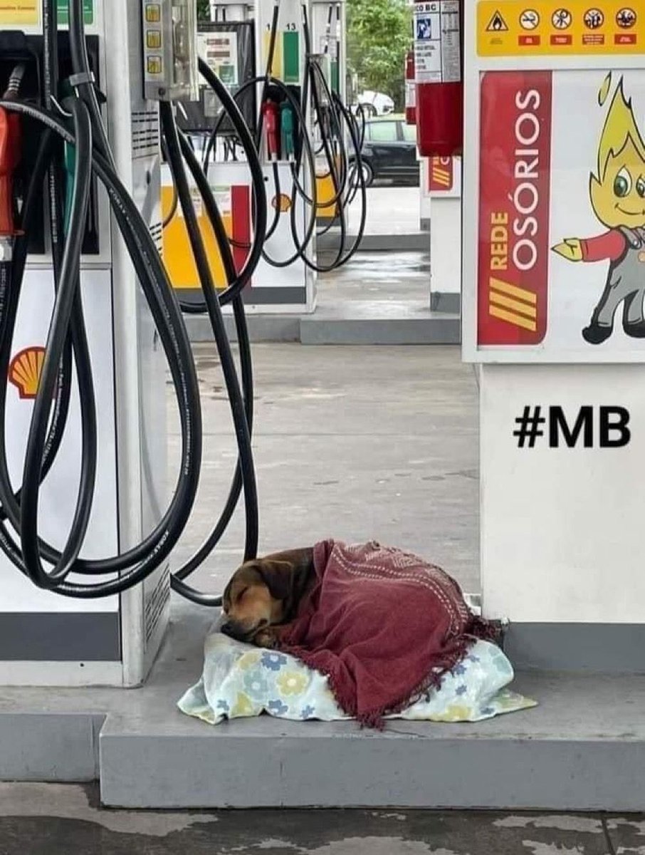 tododiacaes's tweet image. Empresa que acolhe animais de rua ❤️❤️❤️