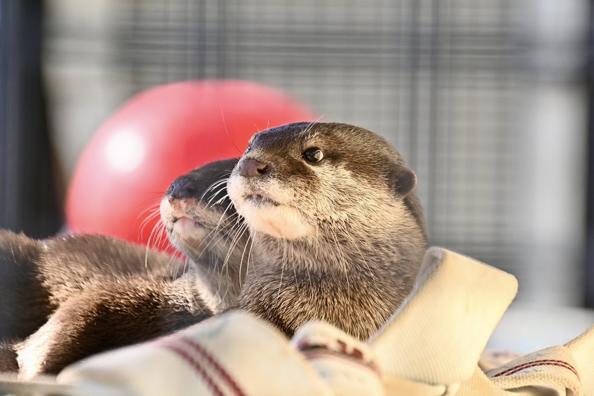 コツメ☺︎ 10/17配達 コツメカワウソのこつめってぃ その3 - LINE