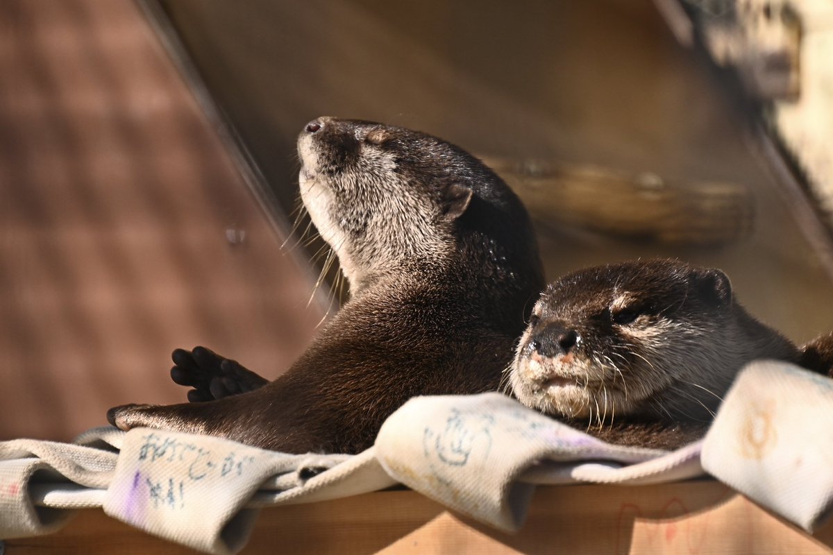 コツメカワウソ