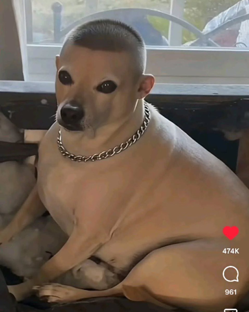 Wigger Pig you know, but what about Cholo Chihuahua?