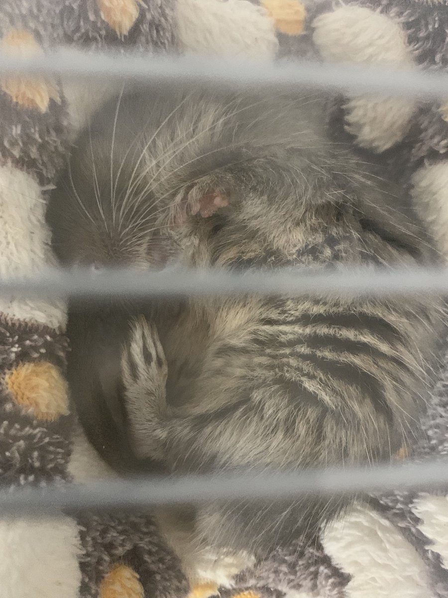 えむじぇー (@mjmj_0620) on Twitter photo 