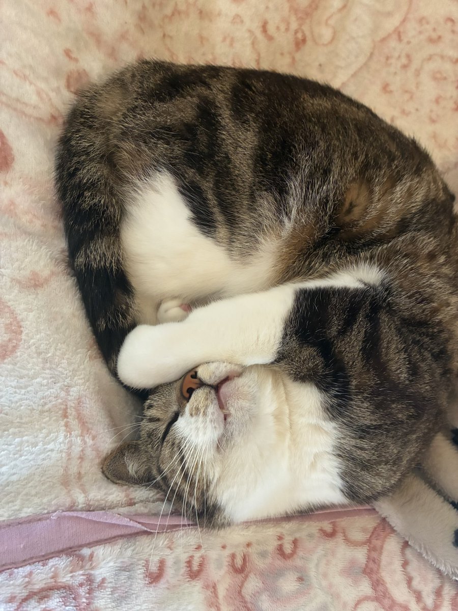 スヤスヤネッコを見てくれ 