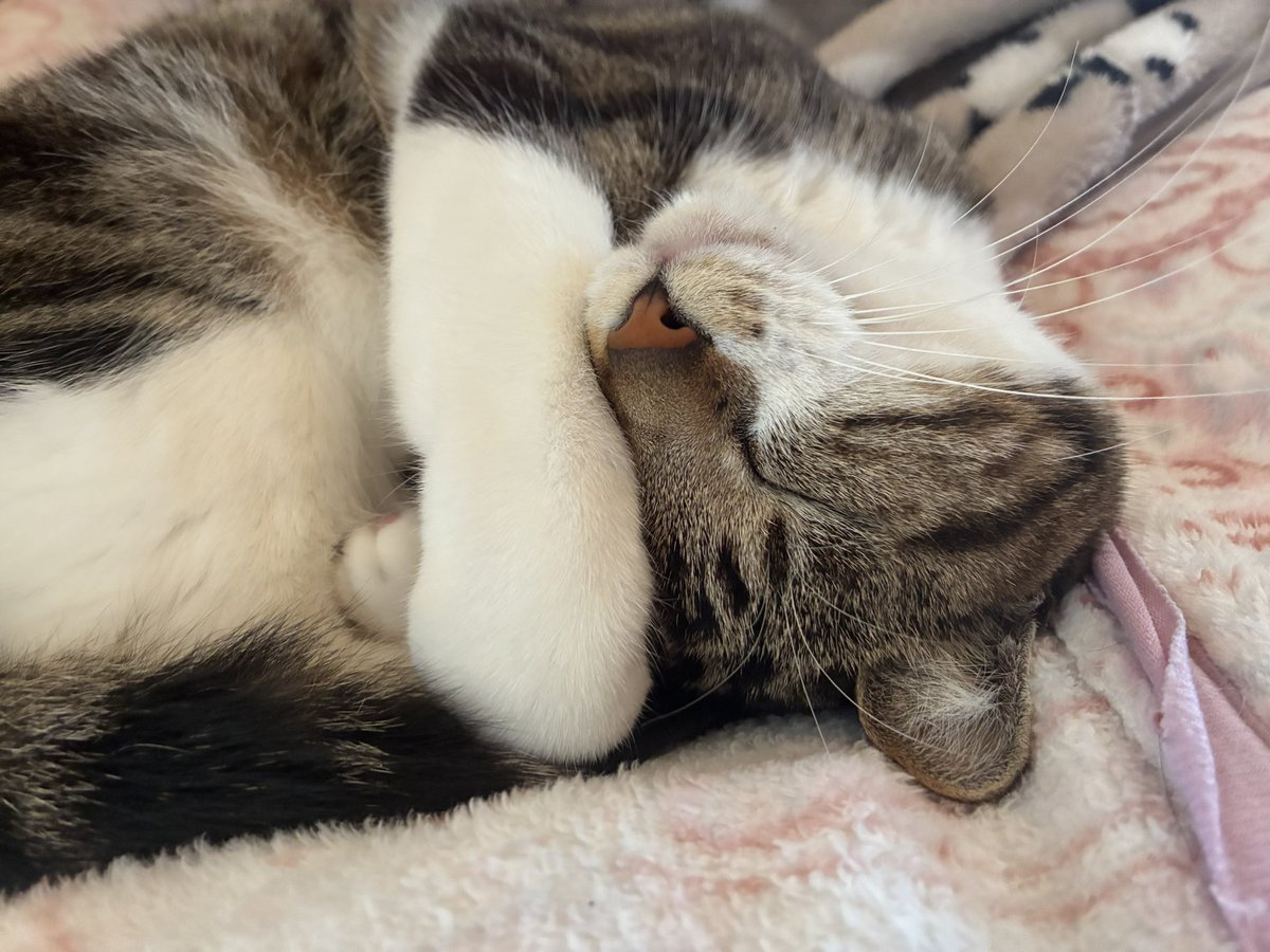 スヤスヤネッコを見てくれ 