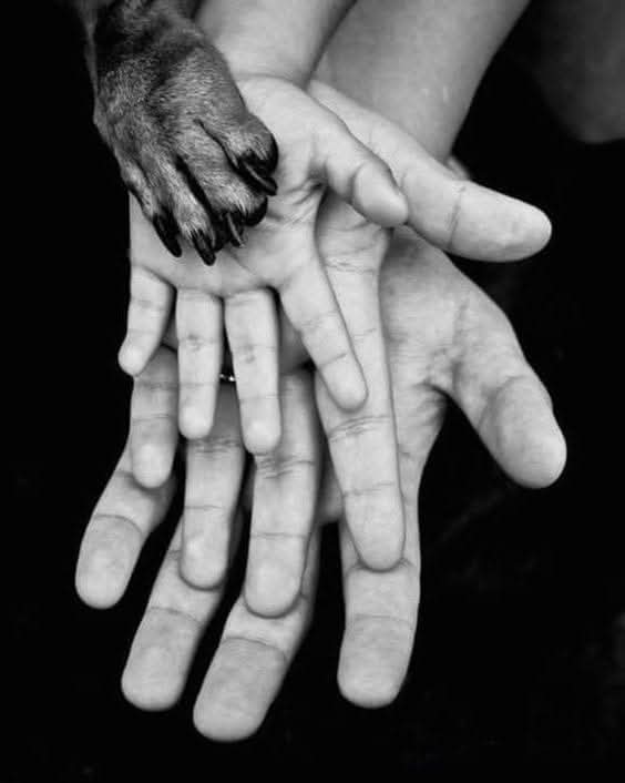 En una verdadera familia.,
Todos cuentan...🐾🕊️💞