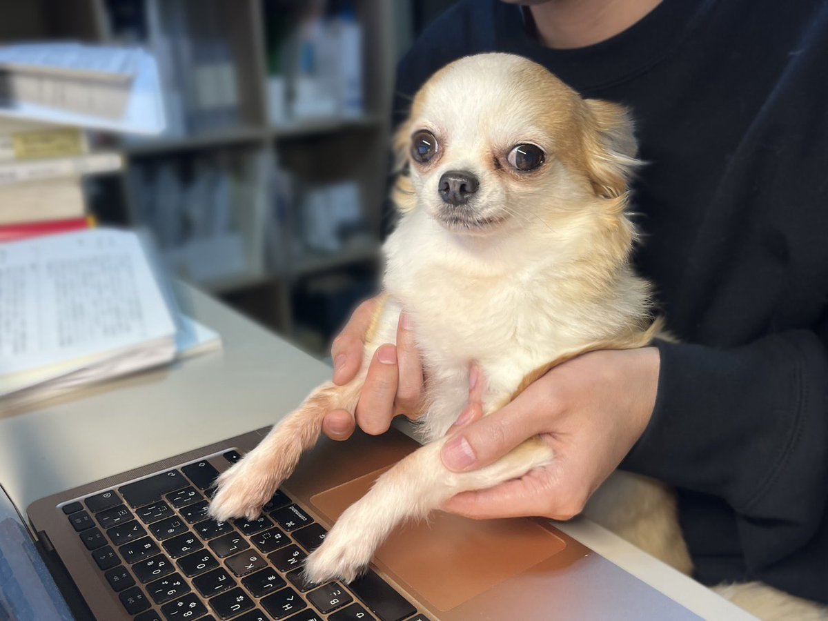 に (@donyoku_jp) on Twitter photo 