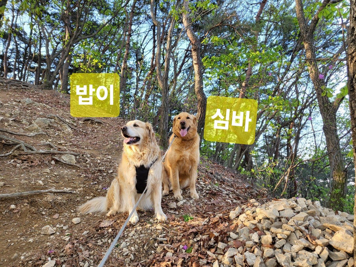 달규🐕 tweet media