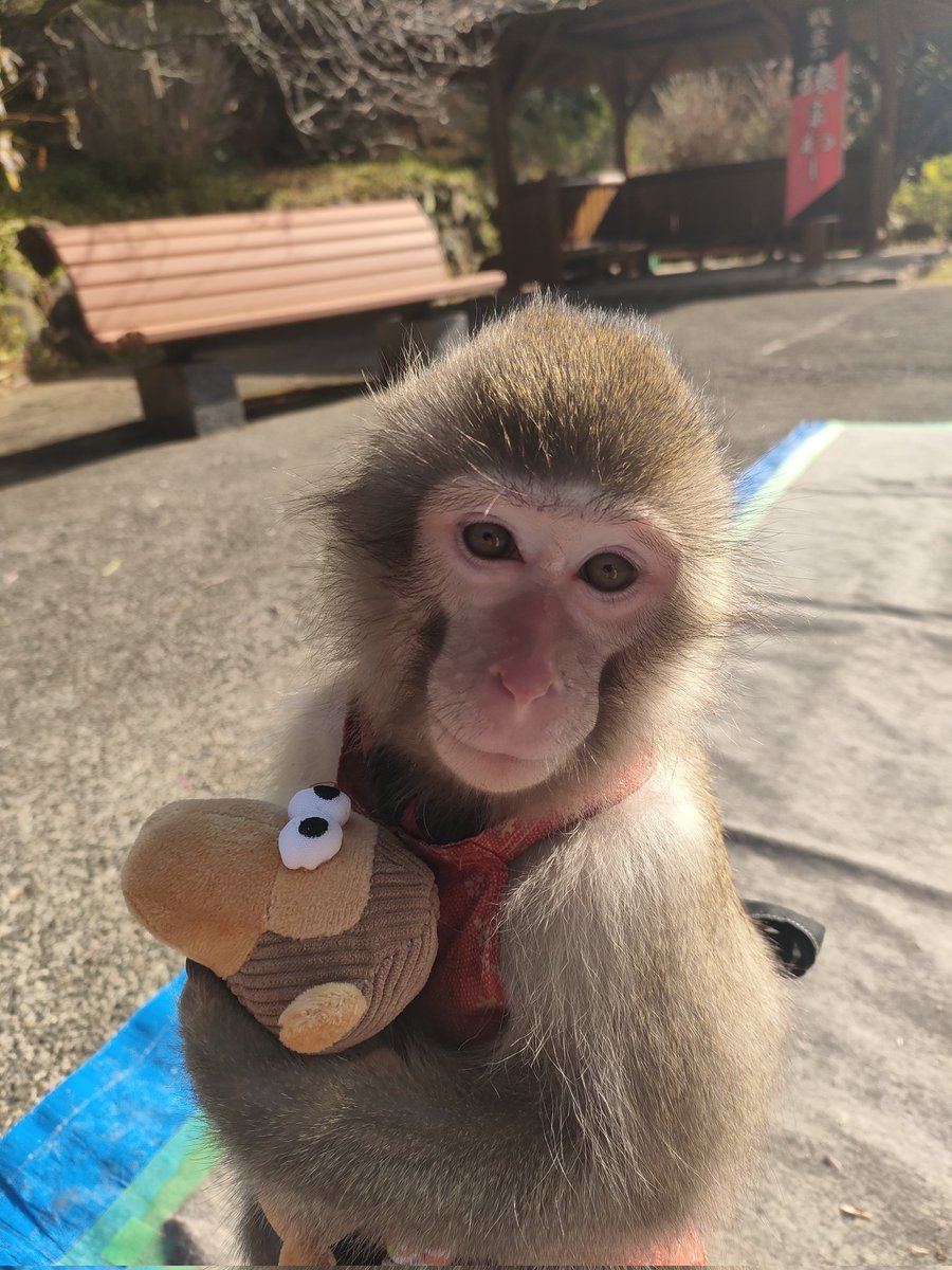 おサルさん ワコール サルート 80グループ 80G Tバックショーツ ソング タンガ M