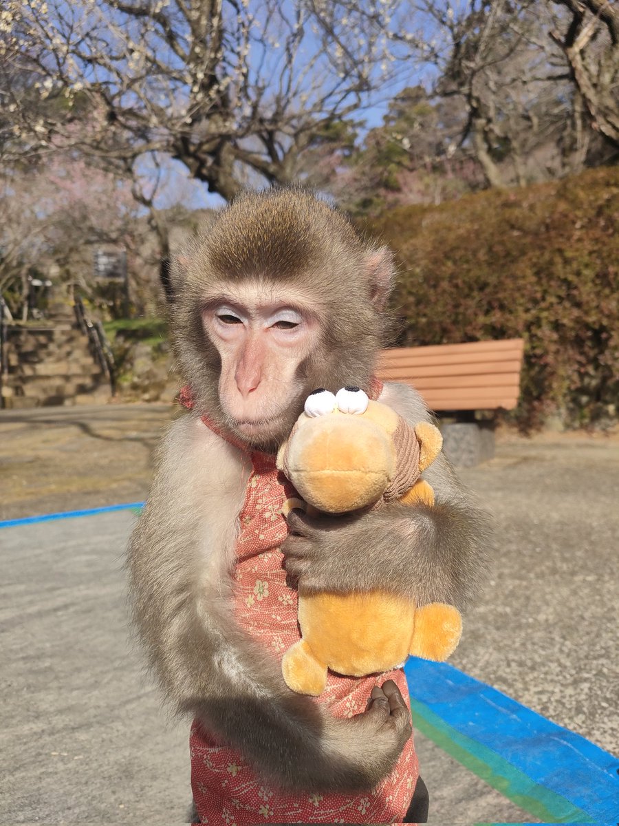 ゆずきが自分用に買った、犬用のおもちゃのお猿さんがしちみに強奪されたので、
せめてもの仕返しに盛れてない写真も載せときますね